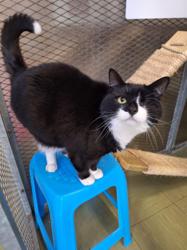 3 C's Boarding Cattery