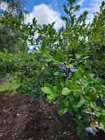 E.B. Blueberry Farm/Bristol's Blueberries