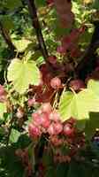Sandy Bottom Berries