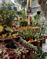 Urban Jungle Plant Nursery and Café