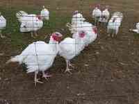 Will Miloski's Poultry Farm
