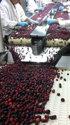 Cape Blanco Cranberries Inc