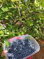 Sue's Blueberries