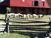 Bowden's The Farm