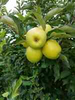 Seyfert Orchards Inc