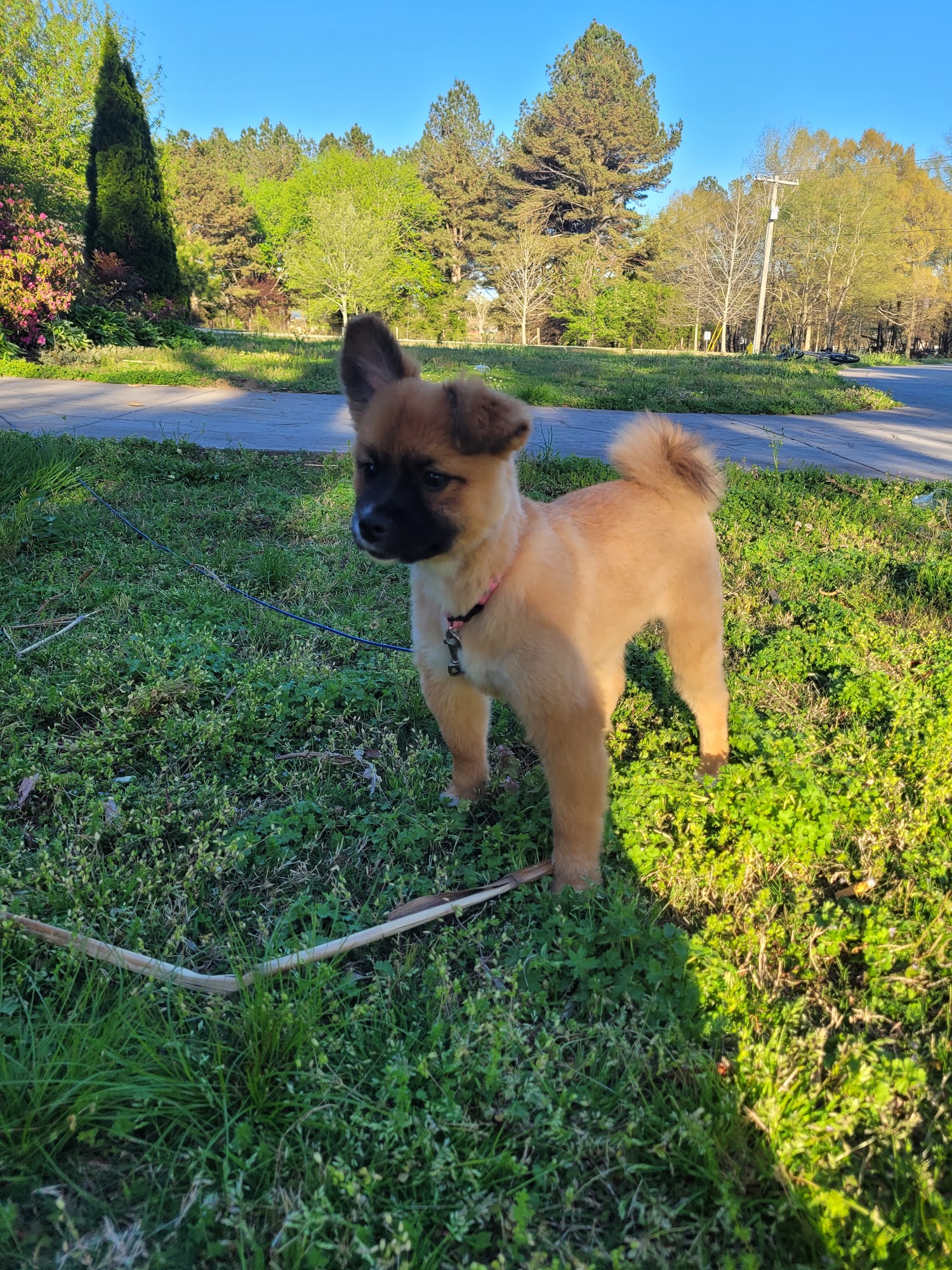 City Slickers & Country Mutts Pet Grooming Athens