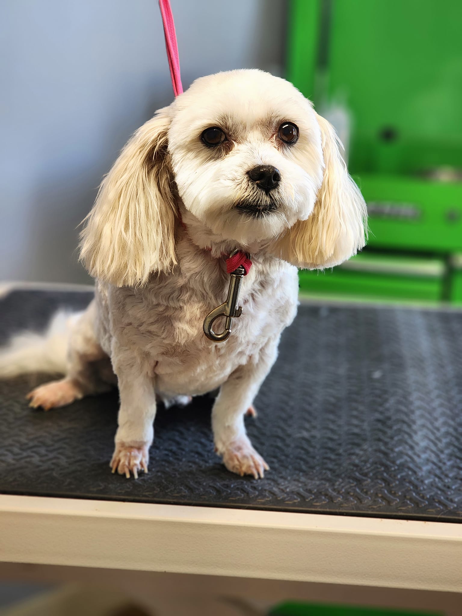 Boarding The Ark Pet Grooming & Boutique 10147 Holtville Rd, Deatsville Alabama 36022