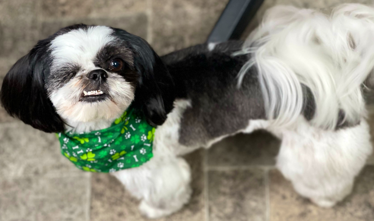 Goldilocks II Pet Grooming Elkmont