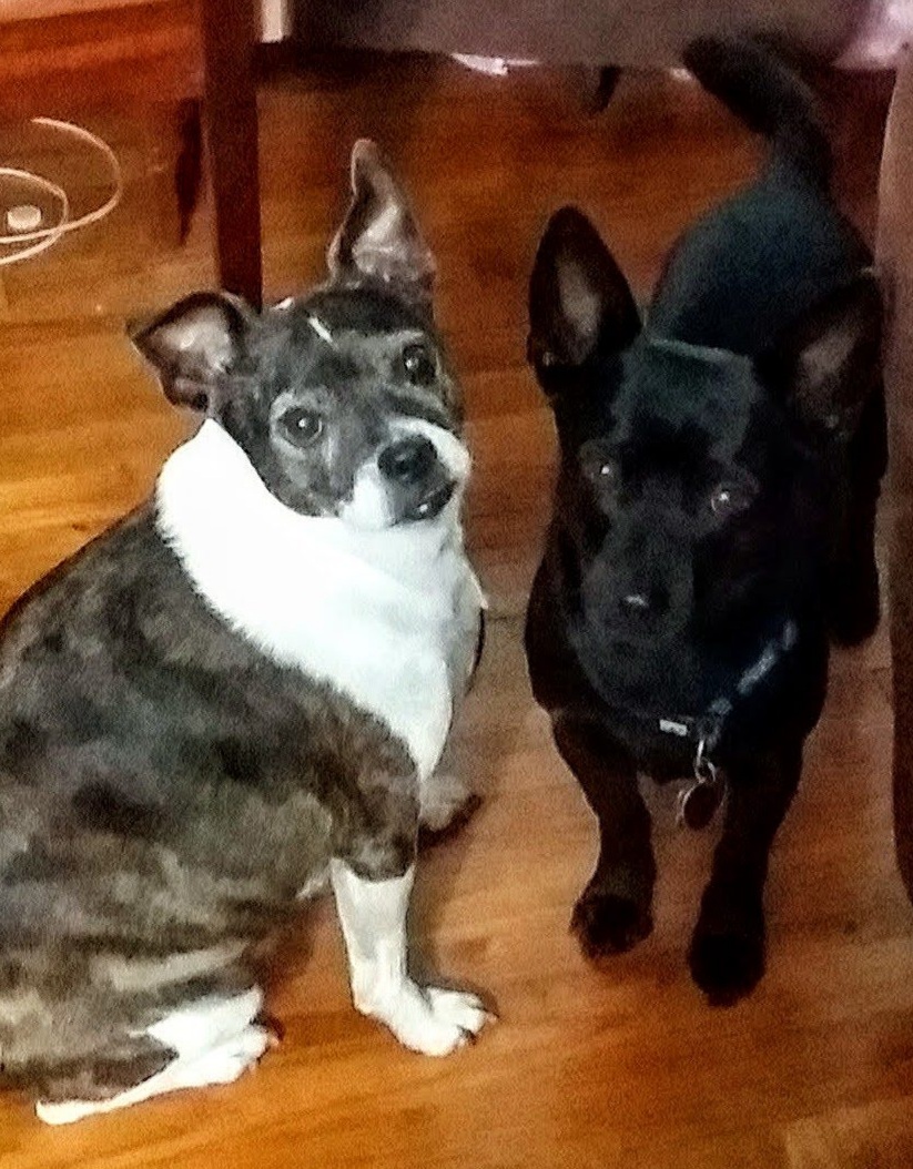 BARR SKYLINE VET HOSPITAL Mobile AL Hours, Directions, Reviews Loc8NearMe