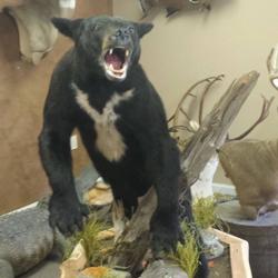 Southern Trophy Taxidermy