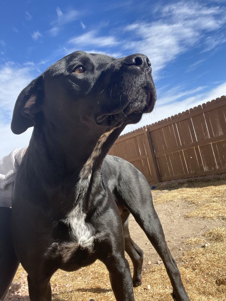 Carriage Hills Animal Hospital: Salter Ann A DVM Montgomery