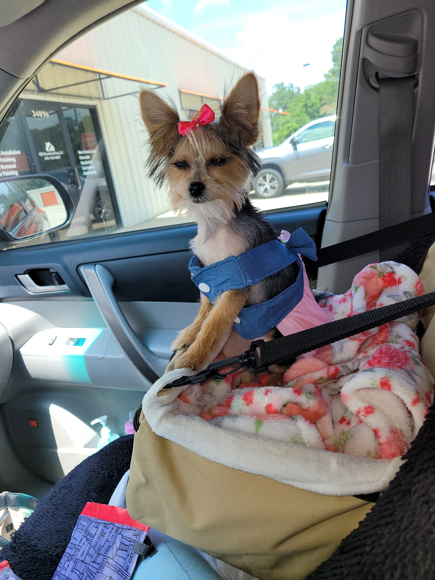 Pet Pawlor Sylacauga