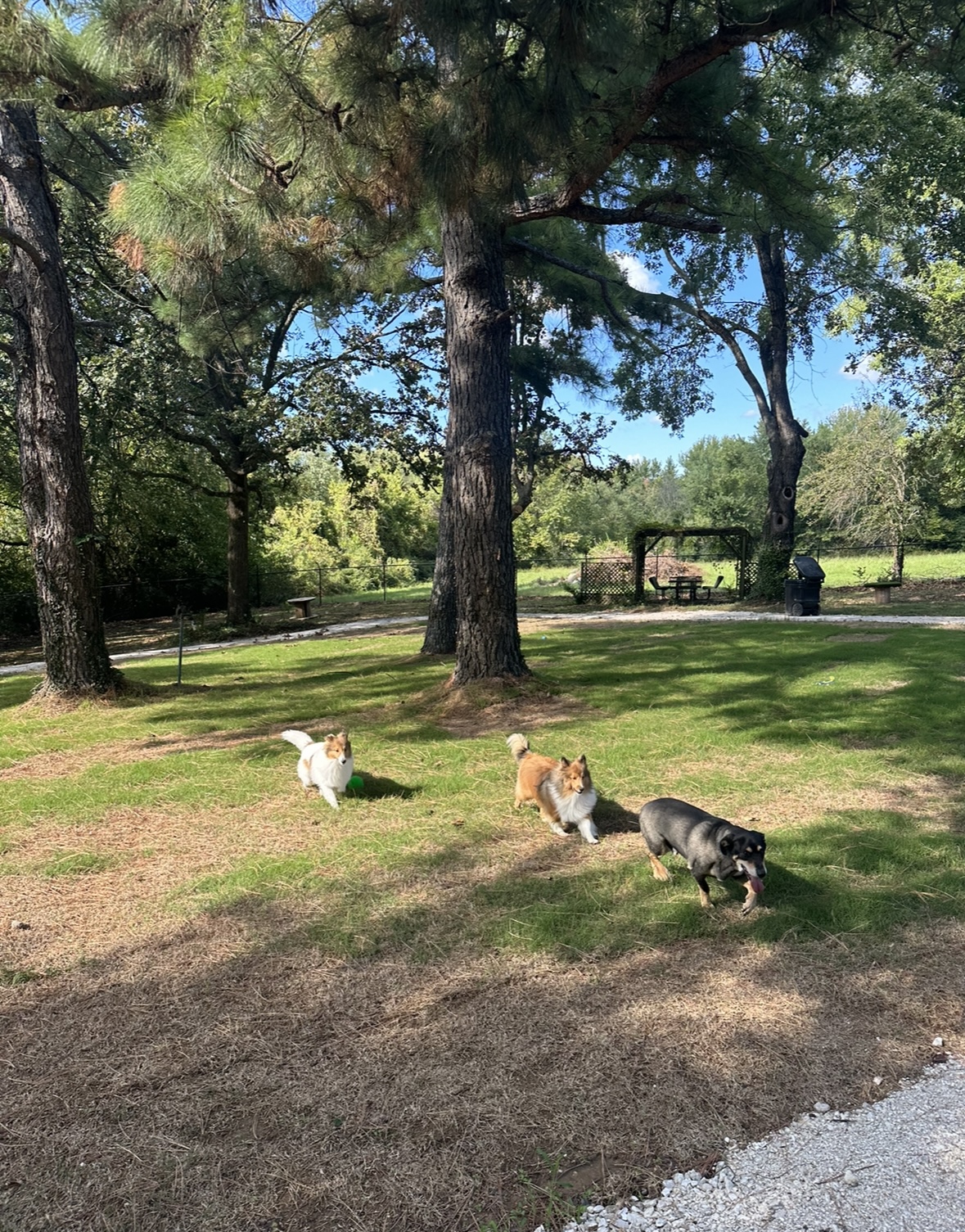 Rover Oaks Pet Resort Fayetteville