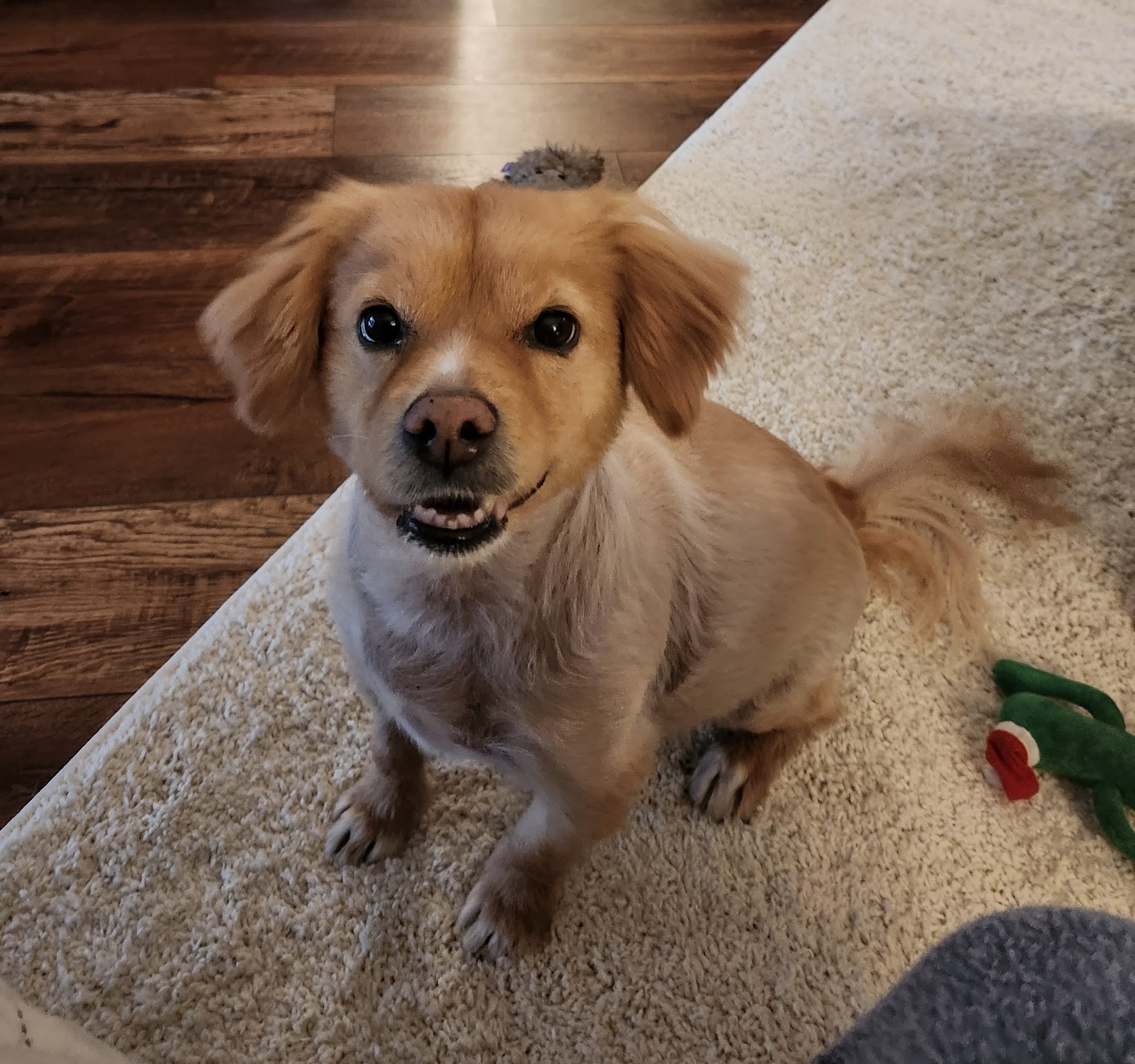 Luvs Furries Pet Care Avondale