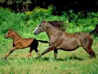 East Valley Equine Practitioners