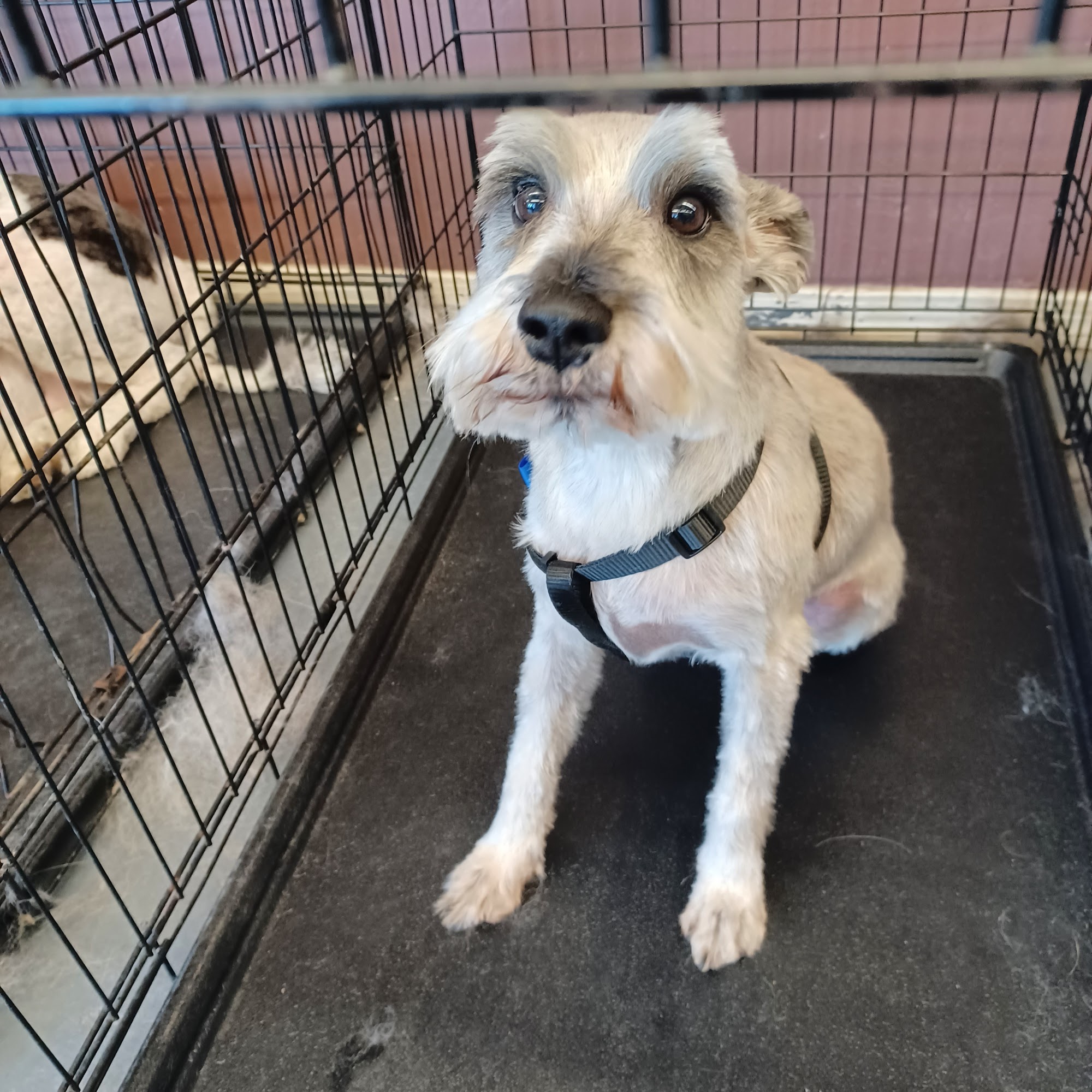 Al's Lucky Dog Grooming Prescott