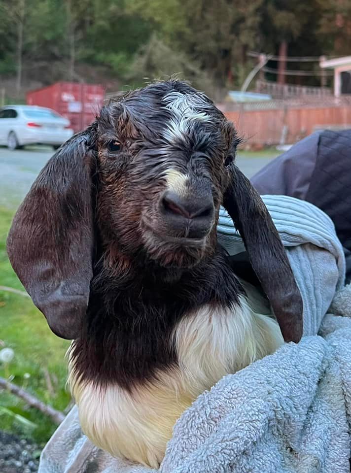 OK Happy Pet Supplies Penticton