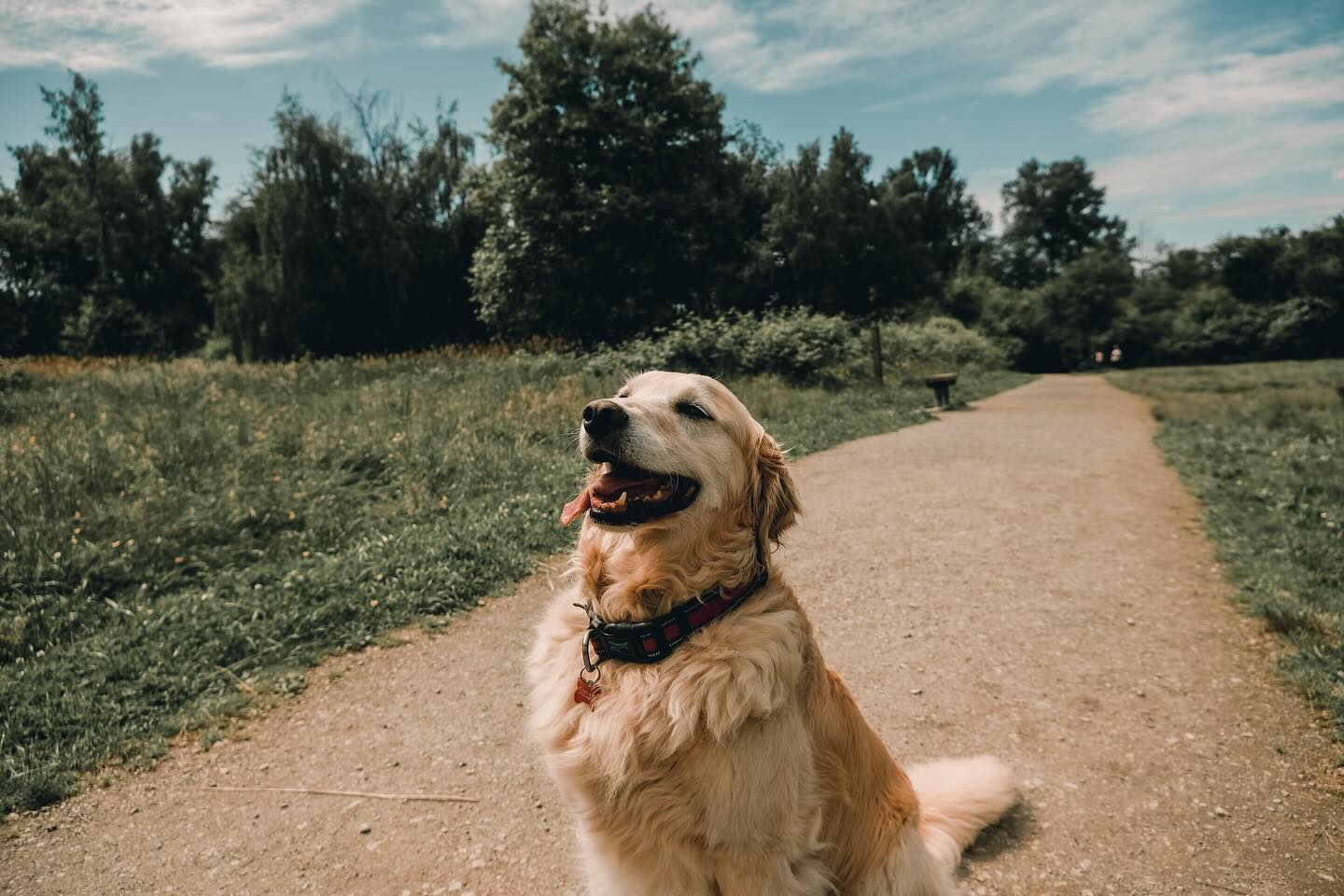 Paws to Play Day Centre for Dogs Surrey