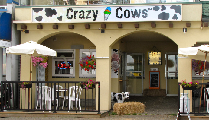Crazy Cows Ice Cream