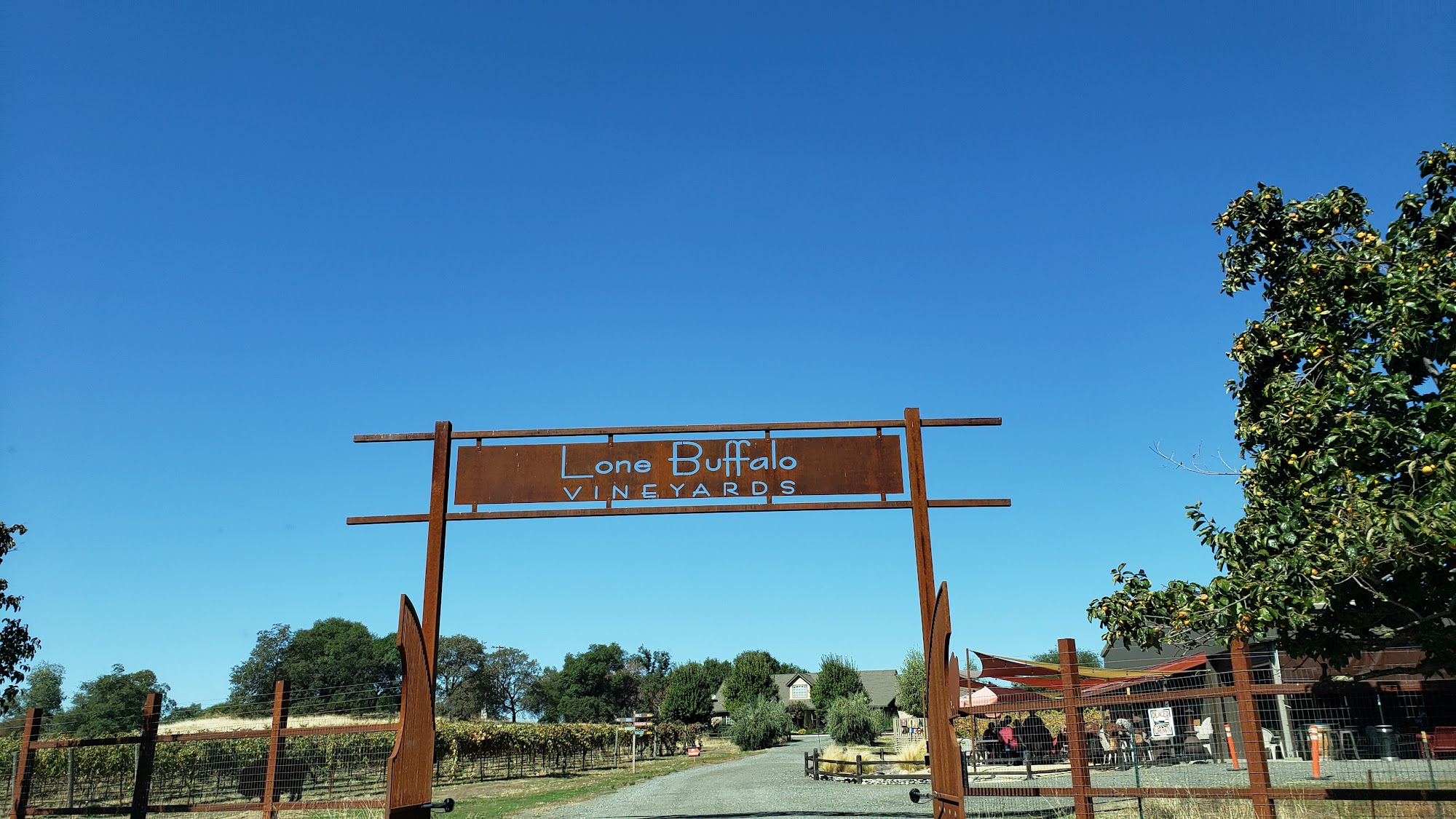 Lone Buffalo Vineyards