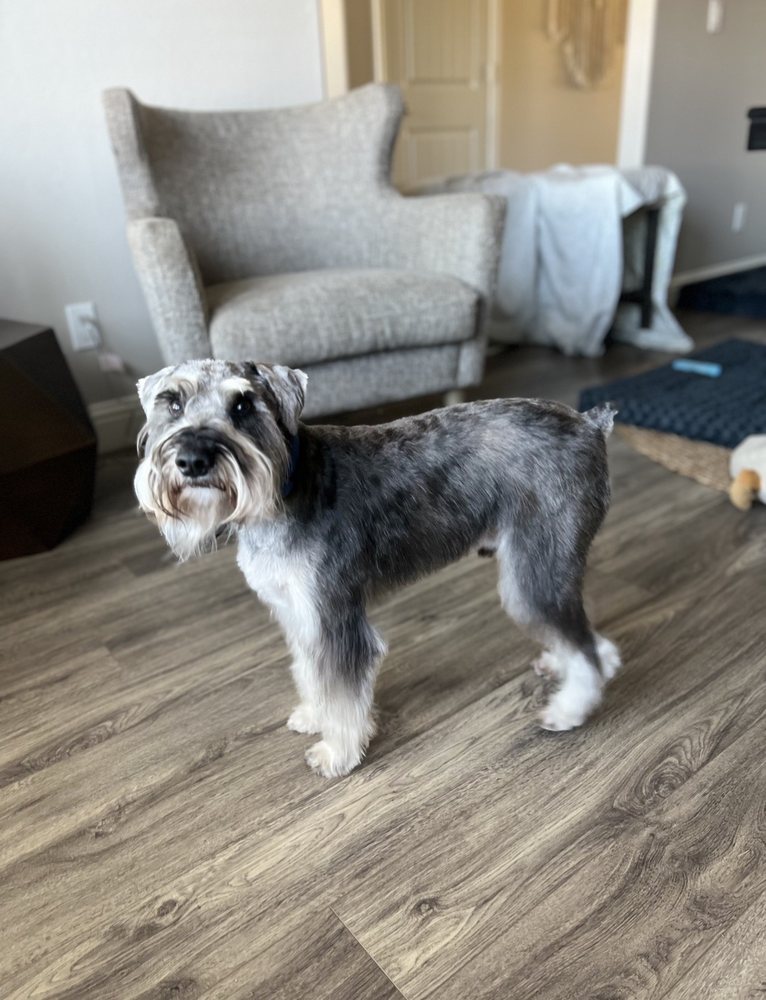 Activated Canine Training Bakersfield