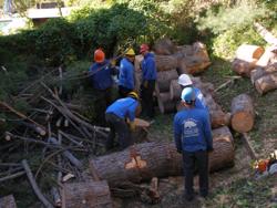 Above & Beyond Tree Service, Inc