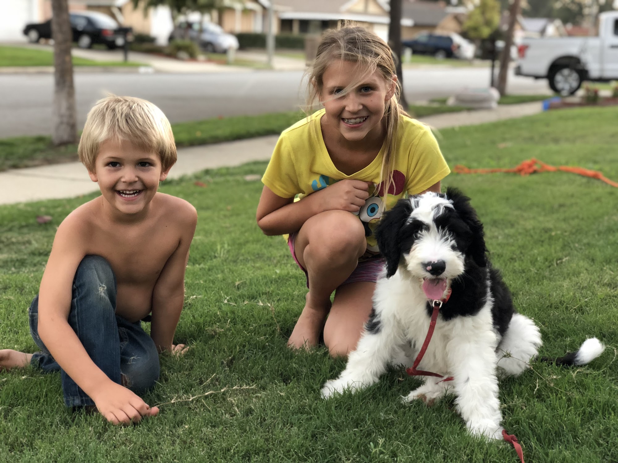 Falco K9 Academy Brea