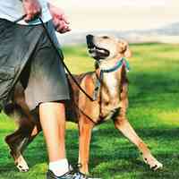 California Dog Training