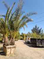Jungle Bamboo and Palm Nursery