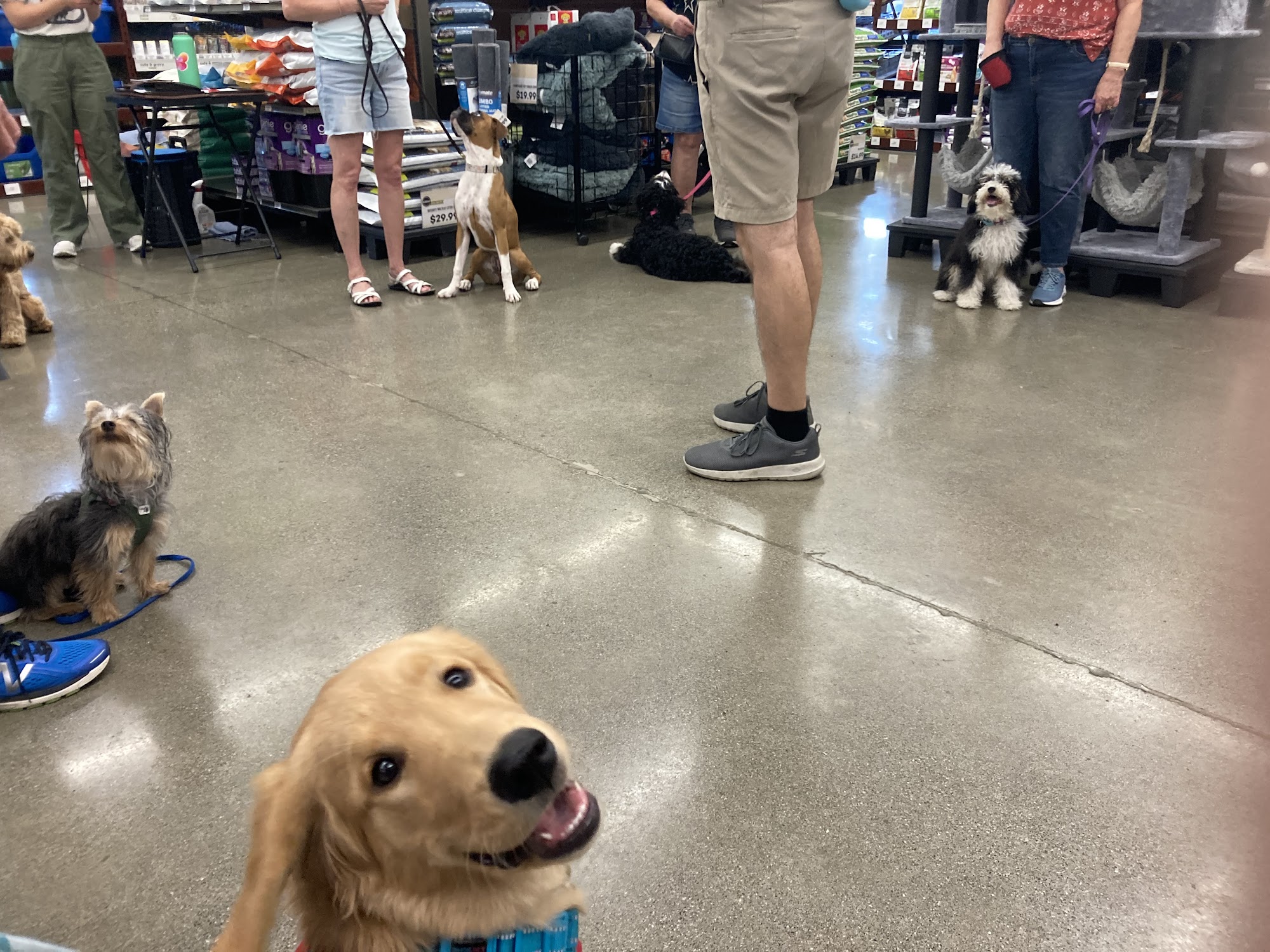 Laughing Dogs Academy Davis