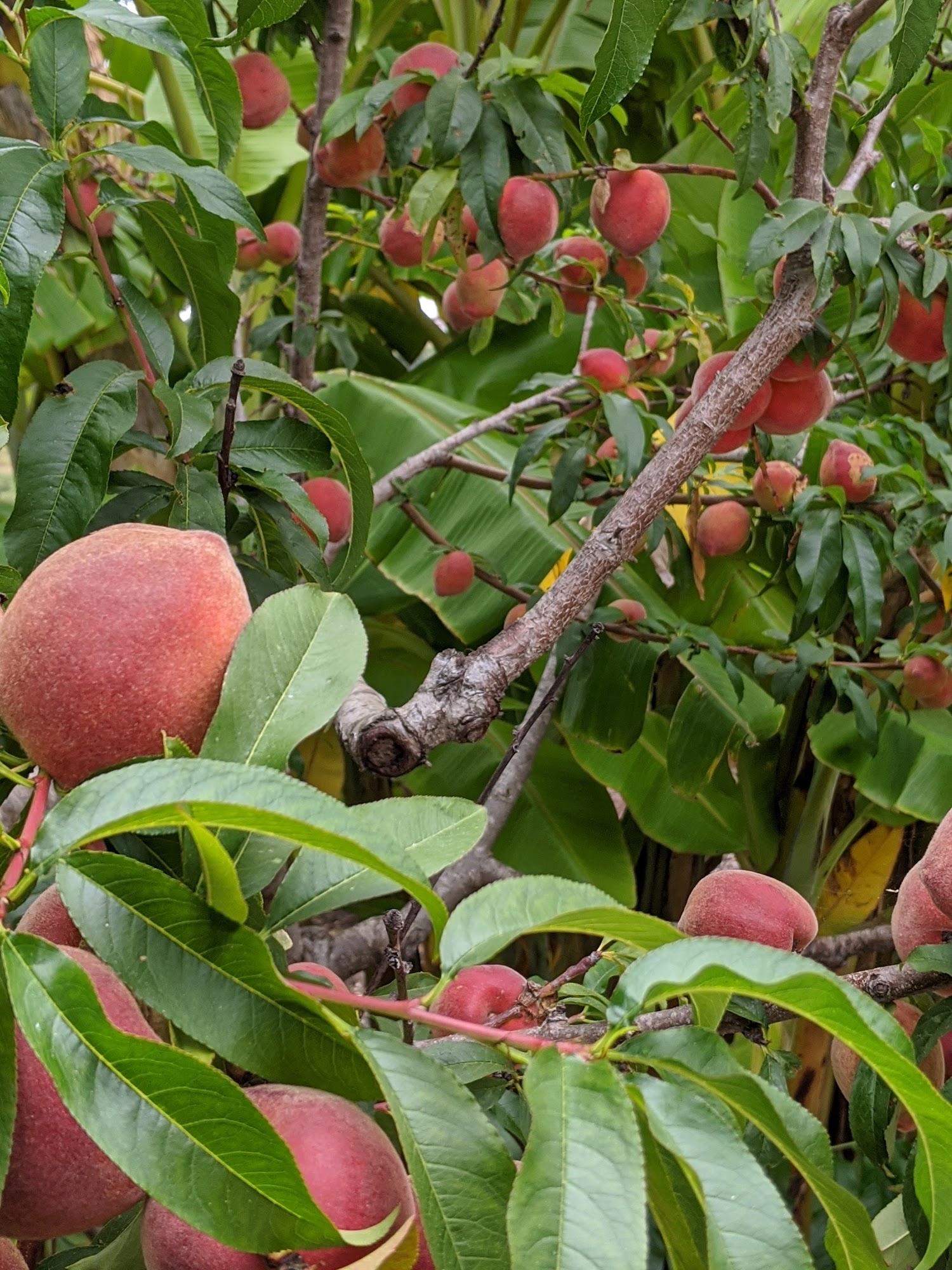 Louro & Johnson Landscape