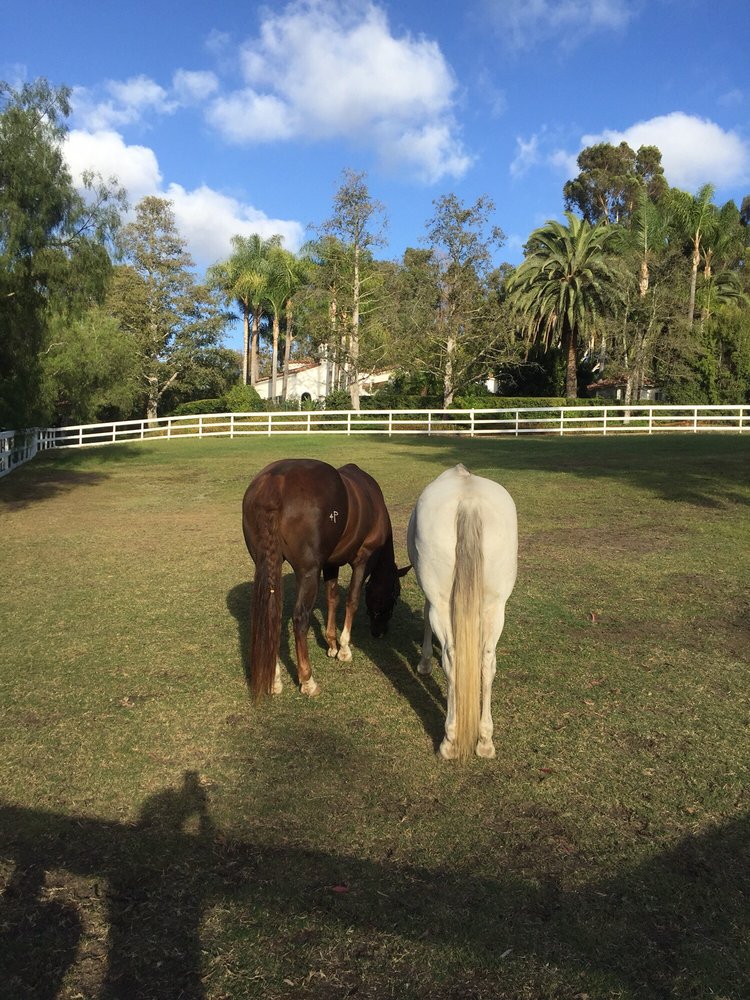 Equine Veterinary Services Encinitas