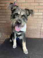 Dapper Dogs Grooming. LLC.