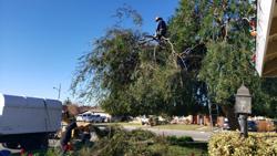 A-1 Tree Services