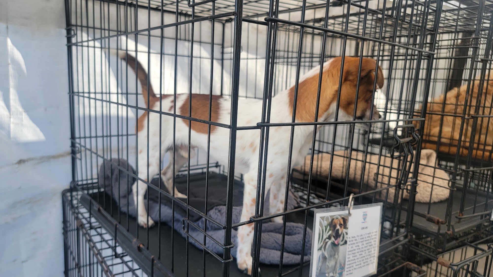 Lovejoy Foundation Inglewood