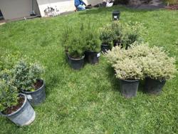 Serenity Gardening & Landscaping Services