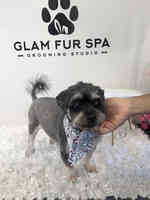 Glam Fur Spa Grooming Studio