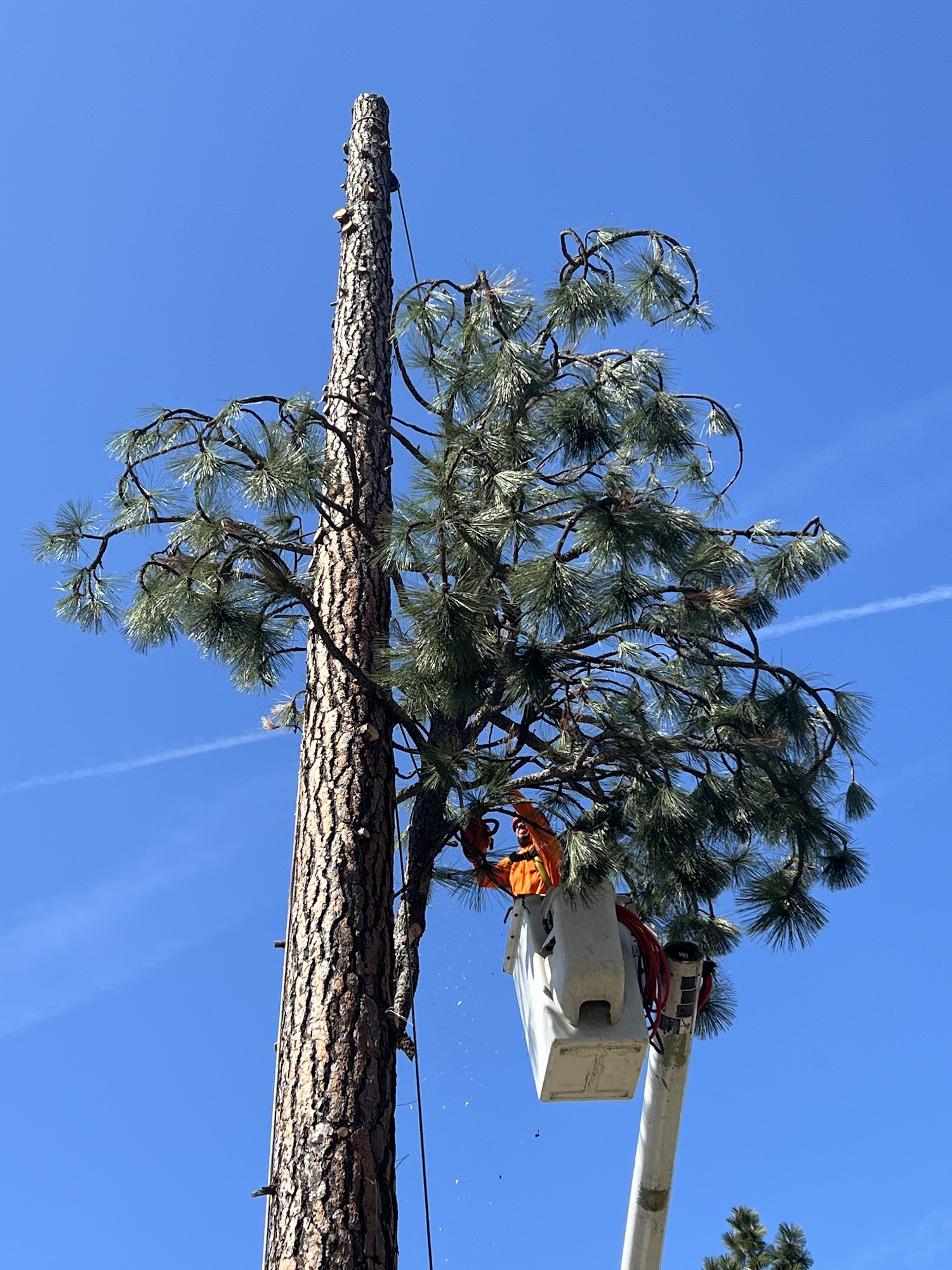 G tree service LLC 8515 Kellogg Ct, Los Molinos California 96055