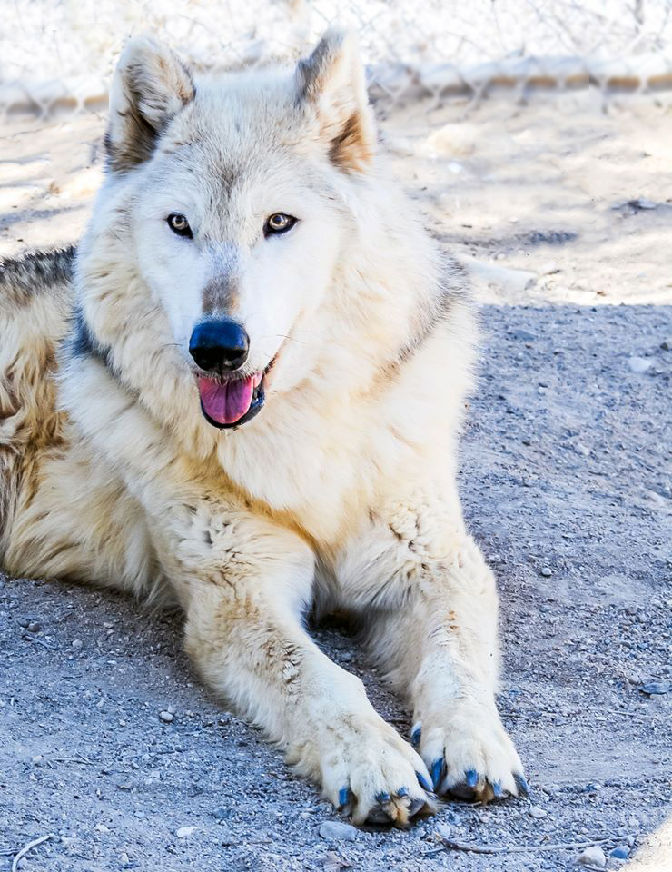 Wolf Mountain Sanctuary Lucerne Valley
