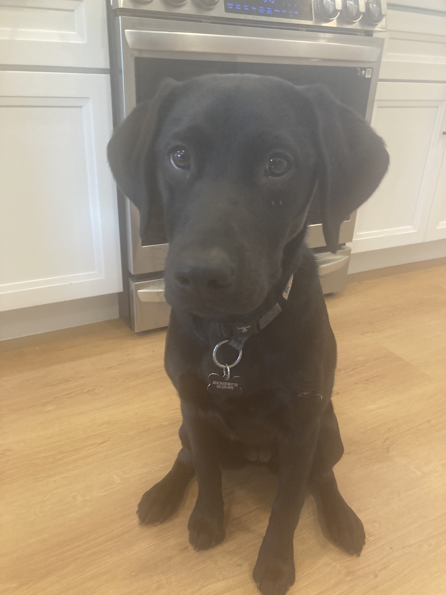 Bring Rover Over Martinez