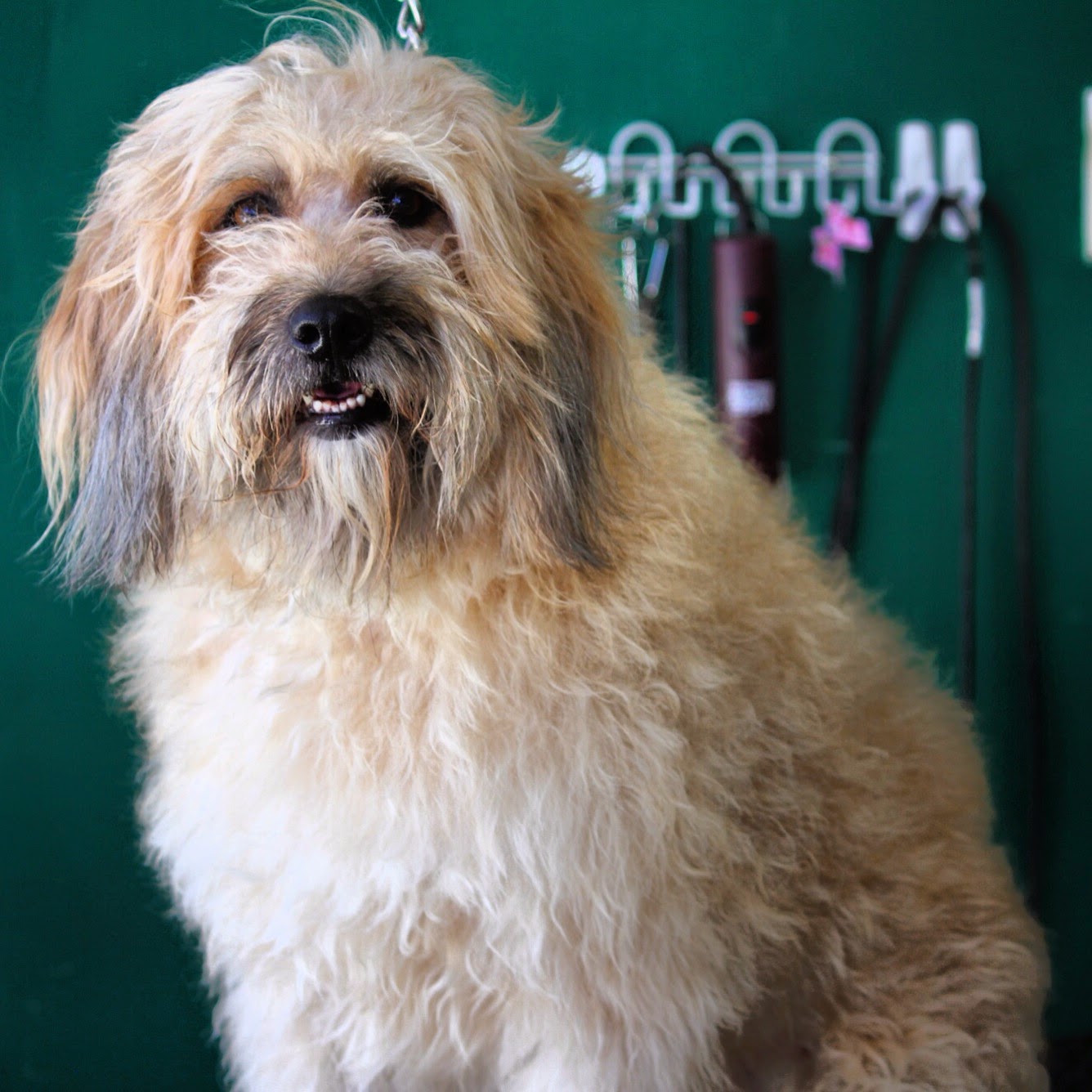 Rubens Pet Grooming 10247 Sepulveda Blvd, Mission Hills California 91345