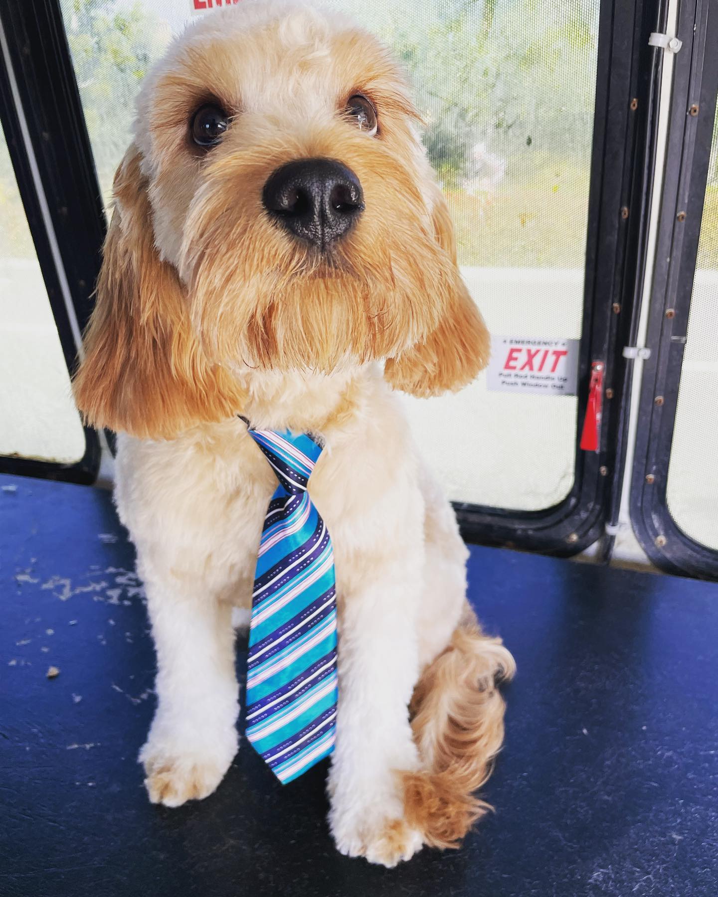 Mobile Pet Groomer near me Orange County in California : MONSIEUR GROOMER Mission Viejo