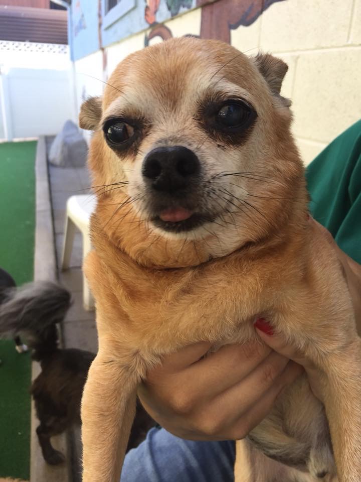 Sunrun Kennels Newport Beach