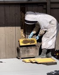 weinerth and sons bee removal