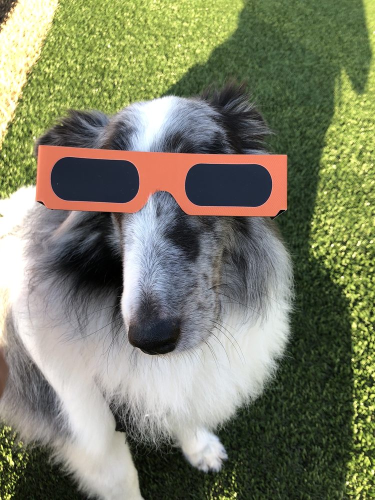 Pasadena Pet Store Pasadena