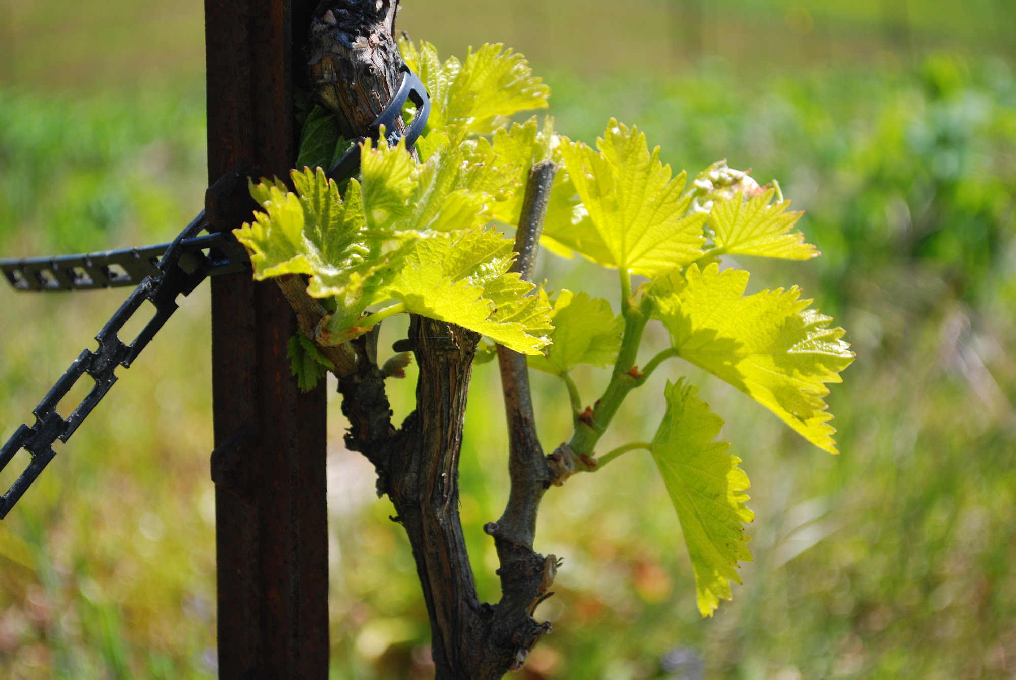 Loma Seca Vineyards