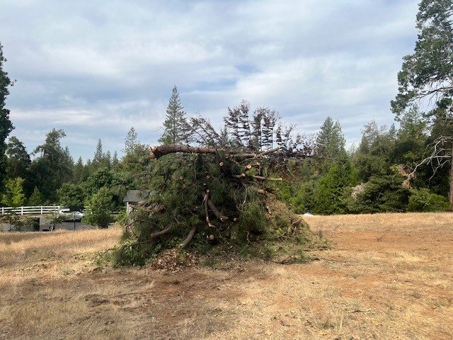 Loggin' Logan Tree Services Pine Grove California 