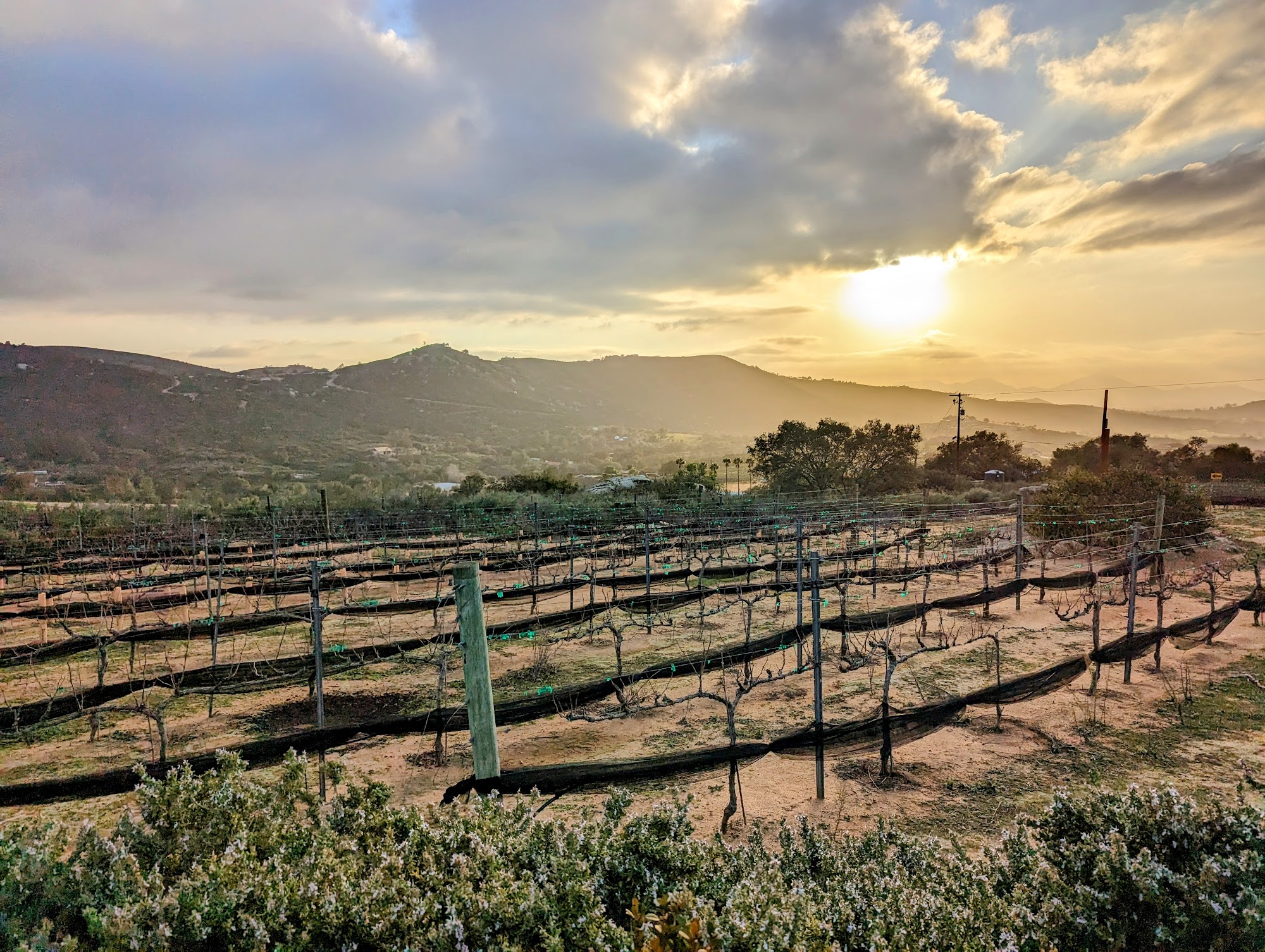 Poppaea Vineyard and Winery