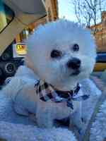 Rub A Dub Doggie Scrub