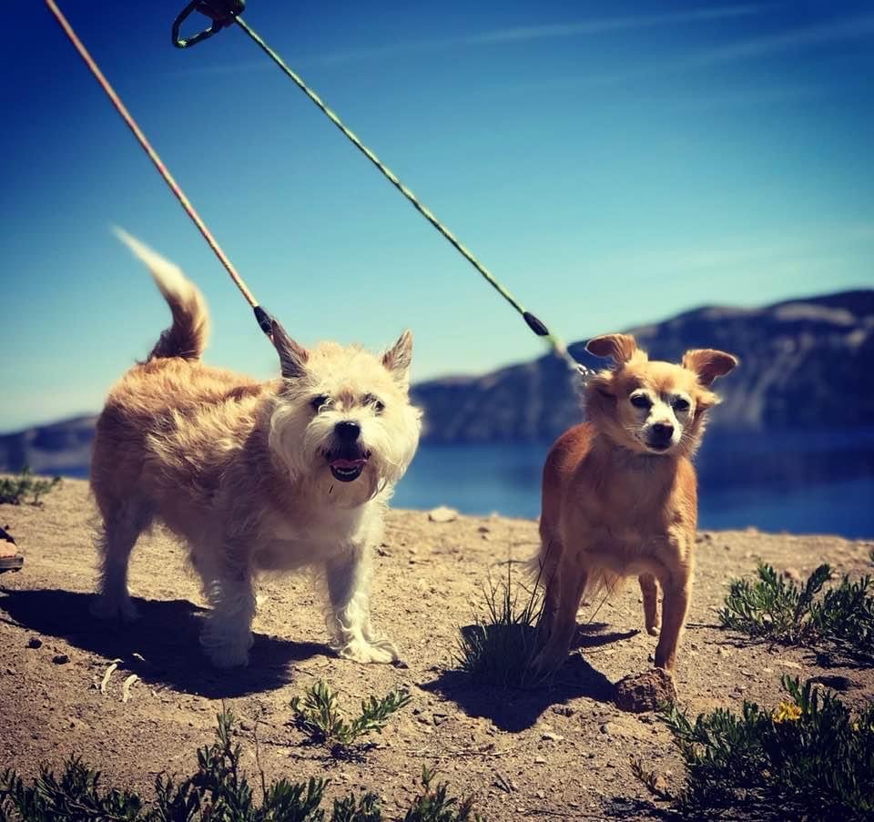 Caraway Nicole DVM Redding